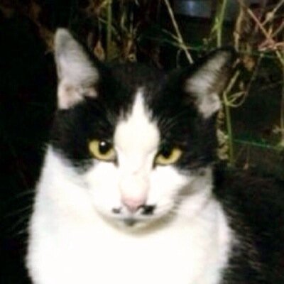 🐈にゃんこと⚔️ブレオダ垢です。 ⭐️本垢→ニャヲ（IFA2nd-log→真・アッカーマン）⭐️サブ→こやぴ （草舟）⭐️トロスト区サブ→こやこやこやっぴ（やるきないかもず）