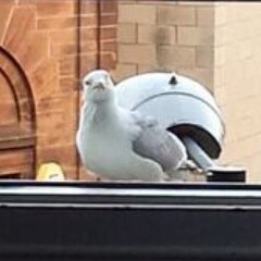 FrankOfDundee's profile picture. I'm that guy who sits outside your window making a lot of noise. Sorry.