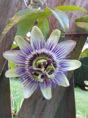 zackounet59's profile picture. Sport, écologie, économie et conneries