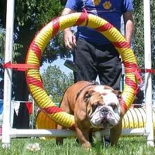 @Woodview Agility we have trainning sessions course hire stud any hold local shows and comptitions..please Follow