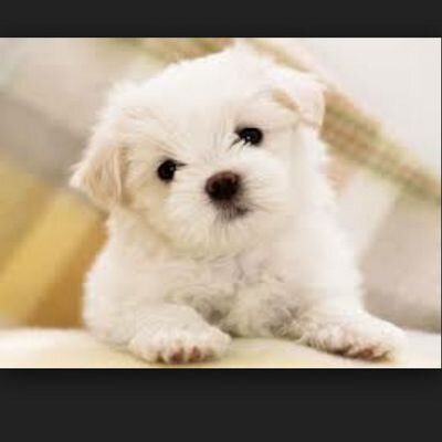 pearlytaaan's profile picture. I follow back, just click the follow button