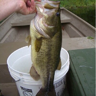 FaSFishing's profile picture. FaS (Father and Son) Bass Fishing, A father (Tim) and son (Tyler) sharing their adventures of bass fishing and hopeing youd join along with them for the ride(: