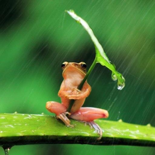 Intento transmitir la belleza con las mejores imágenes.  Me encantan los animales ¿y a ti? :-)