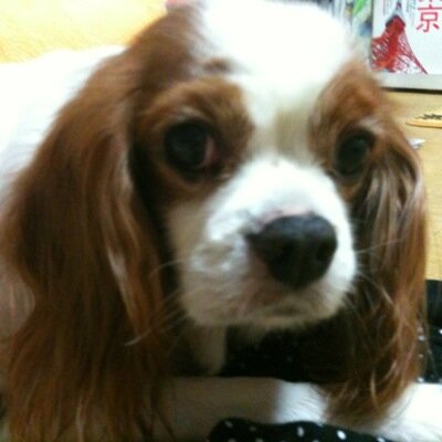 WEAVERが大好き！
WEAVERさんよりいくらか？いや、だいぶか？(^^;; お姉さんです！
Mステでちょびっと流れるWEAVERのイントロにひとりときめくのでした（≧∇≦）←最近流れないけどね（笑）よろしくですぅ〜！♪───Ｏ（≧∇≦）Ｏ────♪