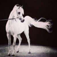 NouraAlmotlaq. (@nouranaserr) Twitter profile photo