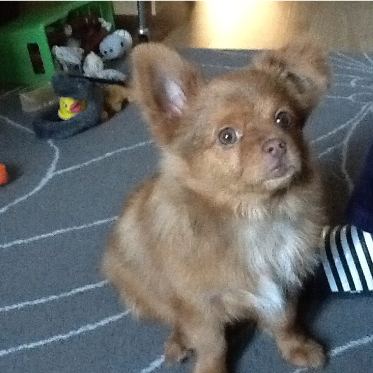 Bo en jerry hebben er een zusje ( hondje ) bij en ze heet Sarah geboren januari 2014 !! Een lieverd !! Beertje !!
