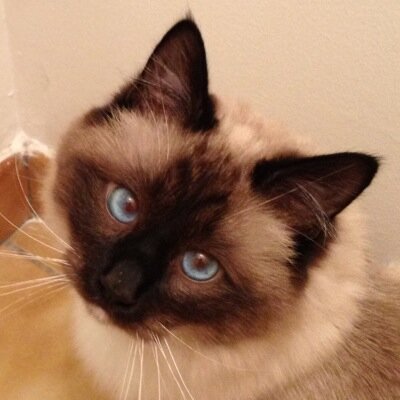 MrCyrben's profile picture. J'aime les clémentines, @Pantonadget et @Mordethrhedan