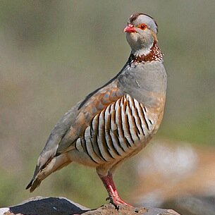 Gibraltar bird sightings and birdwatching & nature photography tours. Contact us for tours in Gibraltar and beyond at info@aviantours.net