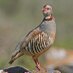 Gibraltar Birds (@gibraltarbirds) Twitter profile photo Gibraltar Birds (@gibraltarbirds) Twitter profile photo