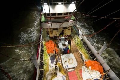 Hunting for fish on the North Sea