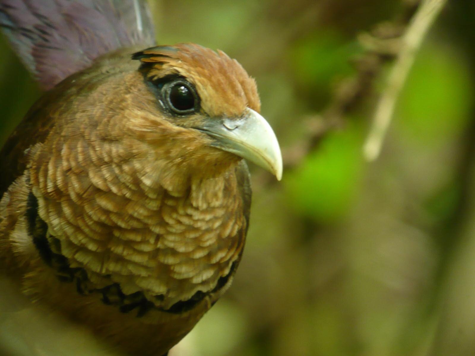 A family of 3 eco-lodges, specializing in birding and nature tours in Panama.