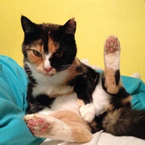 Gatito