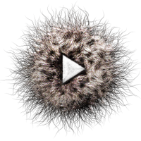 phaune (@phaune) 's Twitter Profile