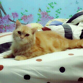 Septianoor_Sari's profile picture. Female|SMKN1Banjarmasin|GAK PENTING BANGET|26September1998