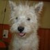 Antonieta Rovira (@antonietarovira) Twitter profile photo Antonieta Rovira (@antonietarovira) Twitter profile photo