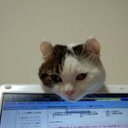 茶々丸 (@0503Cha) Twitter