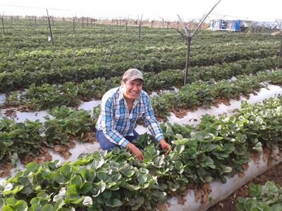 agronomo de corazon