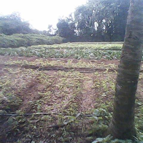 AfricaPalm's profile picture. We produce what is safe for Mankind in World and protect environment without limit. Composting is our pratice for sustainable farming and development.