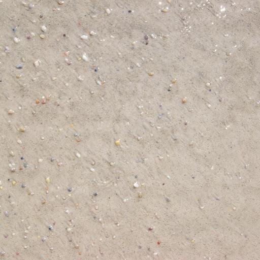 shellannfl's profile picture. 