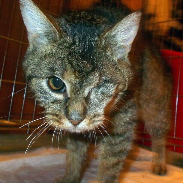 -Shecat, Single, Kittypet/Loner- I left my old master since he'd always beat me up. I hate two-legs now. I'm very harsh and dishonest. New Owner: @Brave_of_HC