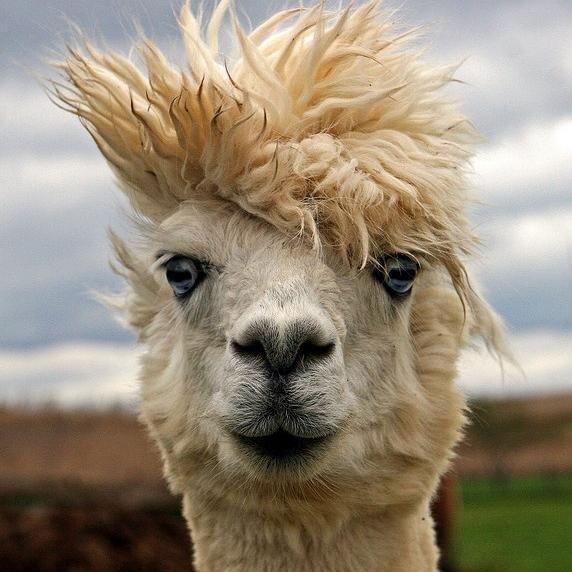 agenciallama's profile picture. 