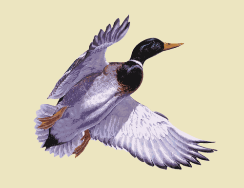 Greenhead