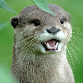 At the current rate of human civilisation, it is not a matter of if the otters take over, but when.