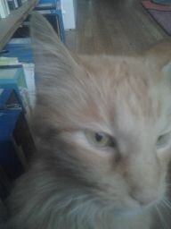 4f84162d420b4d8's profile picture. Teacher, writer, researcher. Member of Next Objectivists, MRCC.