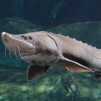 TN Aquarium Conservation (@tnaqsci) Twitter profile photo