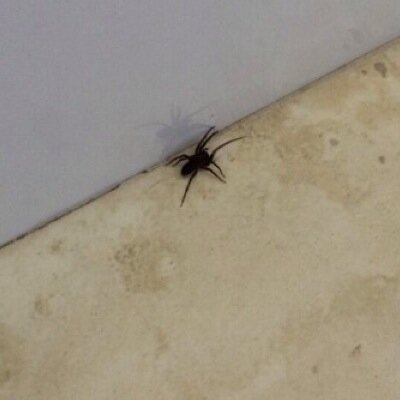 Trevorspider's profile picture. I see my sunshine 24/7. Dad of 69 baby spiders