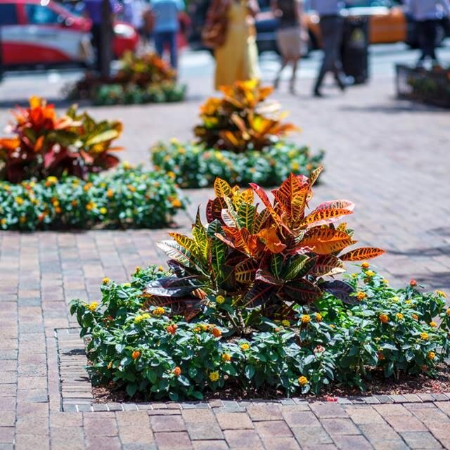 DCRollingGreens's profile picture. Rolling Greens has been serving the DC/Baltimore Corridor with expert design, the finest plants and accessories, and professional service since 1975.