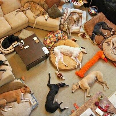 Malibu Creek Pet Resort & Training