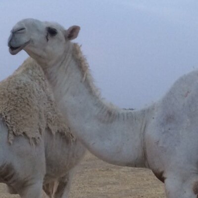 هاذا احسابي الجديد#