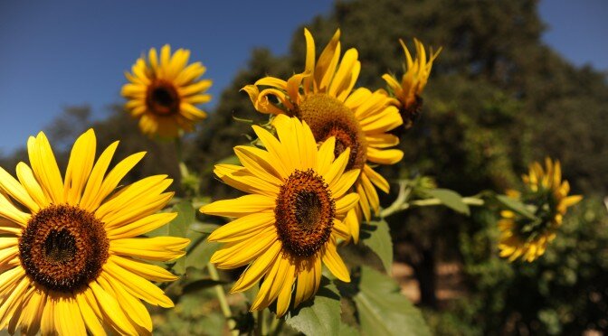 Solve_Evolve's profile picture. Sharing the solutions we find to the problems we refuse to overlook, from the personal to universal. Welcome to the Solutions Revolution.