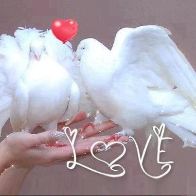 abdalhadde's profile picture. ‏‏‏أُعللُ قَلبي في الغرامِ وأكتمُ
ولكنَ حالي عن هَوايَ يُترجمُ
وكنتُ خَلياً لستُ أَعرفُ ما الهوى
فأصبحتُ حَياً والفؤادُ متيمُ .