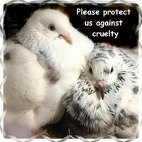 Jennifer(@PigeonFriend) 's Twitter Profile Photo