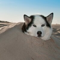 The Hnate Dawg (@hnatedawg) 's Twitter Profile