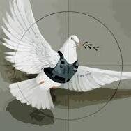 Doveofwar