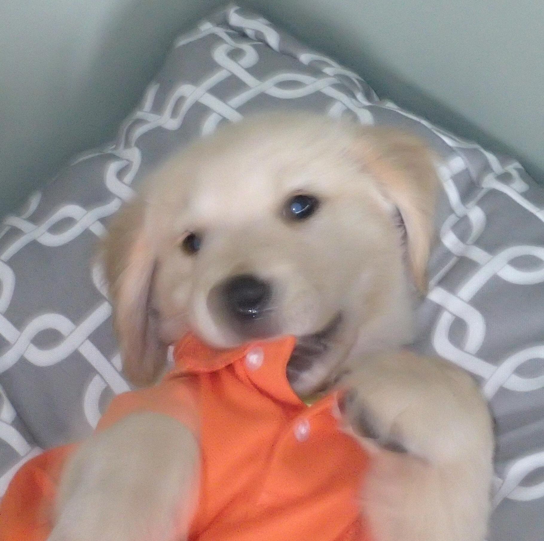 GnPatasFangosas's profile picture. Generalísimo