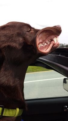 awesome_pirate's profile picture. 