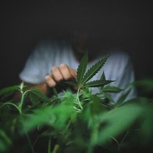 my hangover isn't too extreme” that's why I prefer to use weed cause no matter how much I smoke, I never get a hangover.