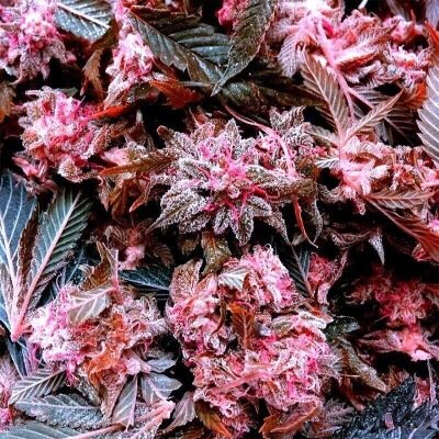 Weed follow