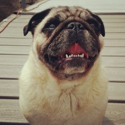 I'm a pushy smooshy pugilist who owns two humans. I am definitely the queen of the castle!