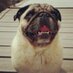 PocoPug (@pocopug) Twitter profile photo PocoPug (@pocopug) Twitter profile photo