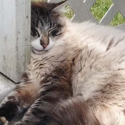 MontieTheCat's profile picture. i am a cat, i am a bit mouthy, politicial i give my opinions i am a regular cat also have youtube