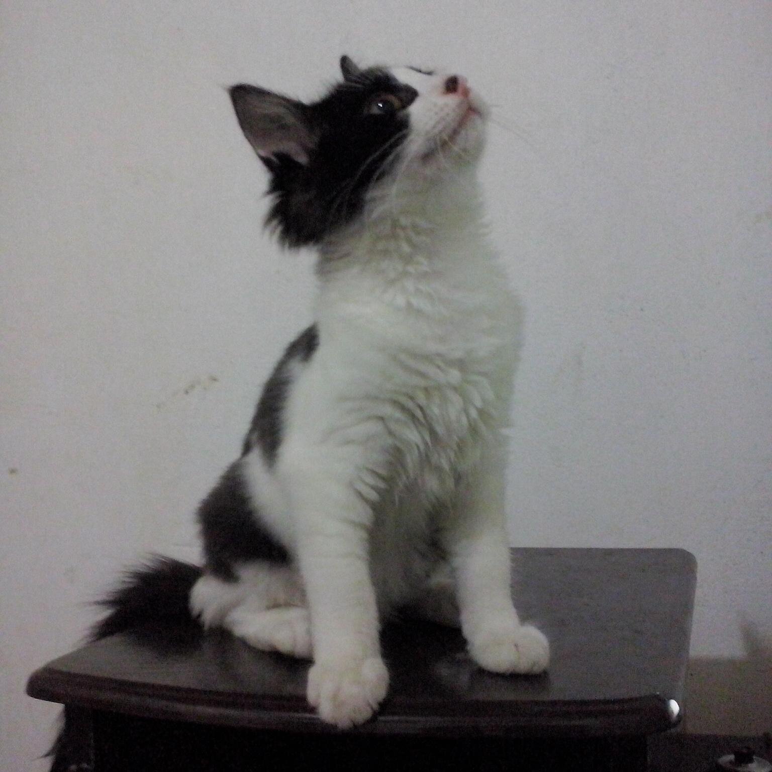 leosantana91's profile picture. Leo Tim beta