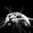 JeffRob26747404's profile image