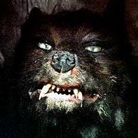 Ojo de alcohol (@lev_o) 's Twitter Profile
