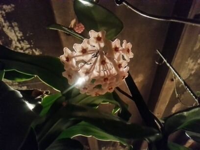 SaringerRuth's profile picture. 