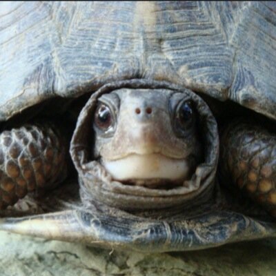 We_Love_Turtles's profile picture. I am a turtle